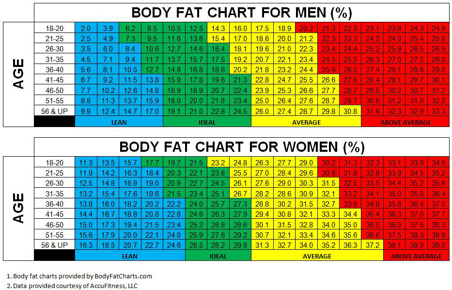body fat ratio
