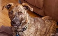 Mountain Cur – Best Dog Ever