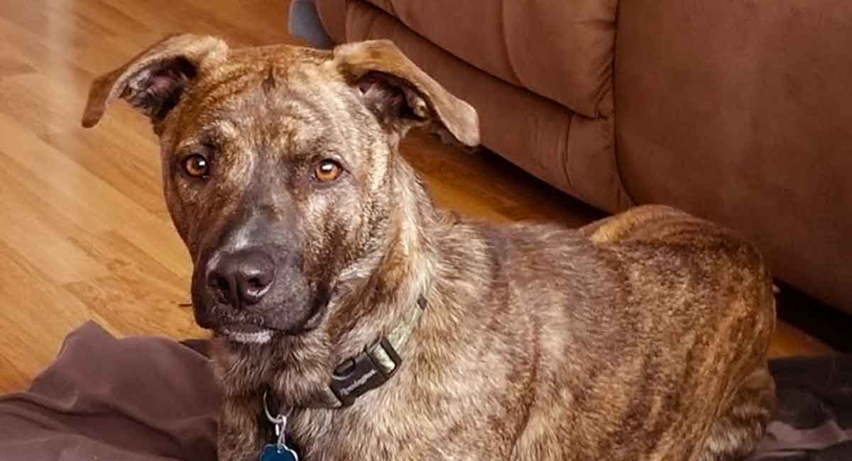 Mountain Cur – Best Dog Ever