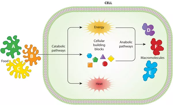 Cell Metabolism