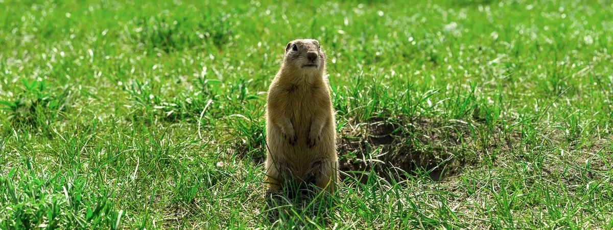 4 Hazards Of Having Gophers On Your Property