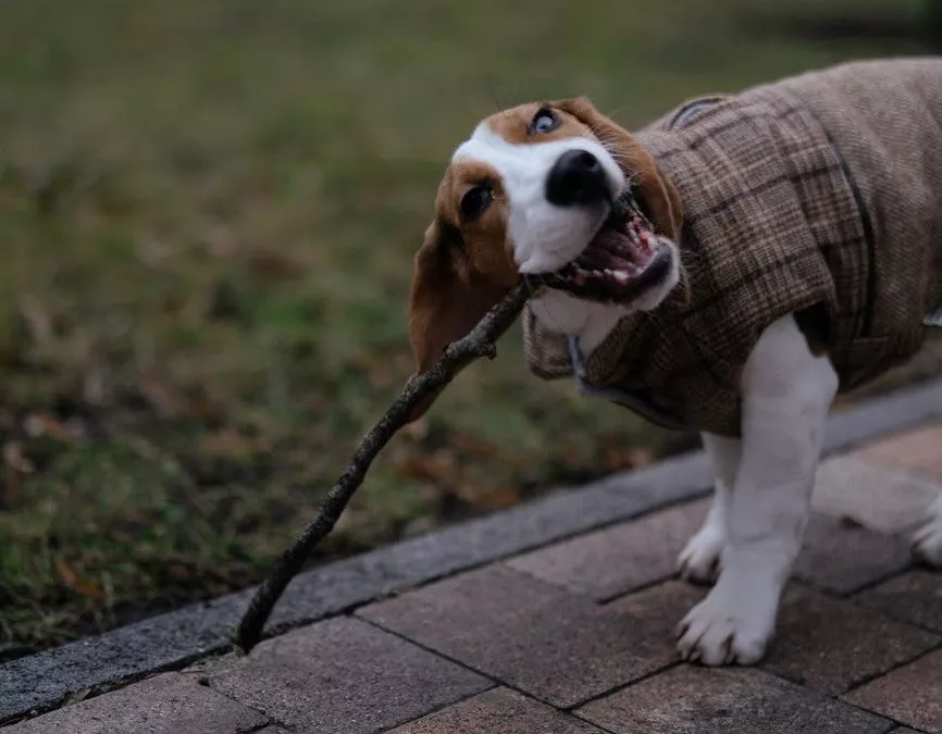 Bully Stick Holder For Your Dog